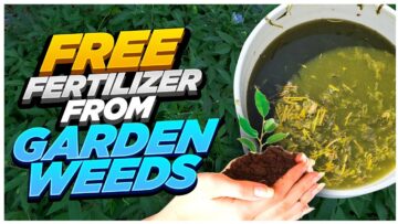 [ID: X3wIoSWX1Pg] Youtube Automatic