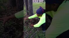 [ID: X3zeDcaCl6Y] Youtube Automatic