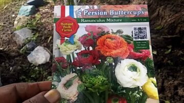 [ID: x7J3IOgBTus] Youtube Automatic