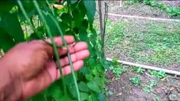 [ID: x8pwKMGVGfg] Youtube Automatic