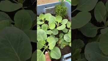 [ID: XaE9GLNeThk] Youtube Automatic