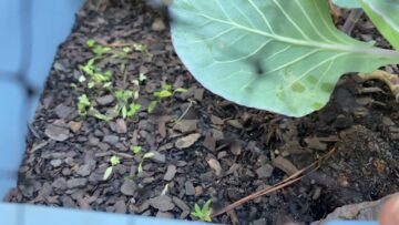 [ID: XbNQgHh48nQ] Youtube Automatic