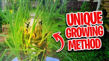 [ID: xGMvttiRymc] Youtube Automatic