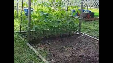 [ID: XHh3b3WOTcY] Youtube Automatic