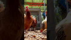 [ID: xkjPPwO84NQ] Youtube Automatic