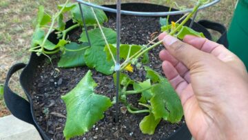 [ID: xLfhWKuqmL4] Youtube Automatic