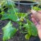🥒 Garden Fail? What Went Wrong with My Cucumber Transplants