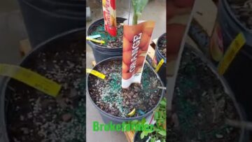 [ID: xMEcEzJVrkY] Youtube Automatic