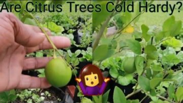 [ID: XNJt_db6_bQ] Youtube Automatic