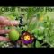 Are Citrus Trees Cold Hardy?Does Citrus Trees Need Chill Hours?When To Cover Citrus Trees?