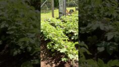 [ID: XoRCqMXBl20] Youtube Automatic