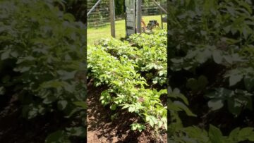 [ID: XoRCqMXBl20] Youtube Automatic