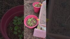 [ID: XOV0Xsv1yjQ] Youtube Automatic