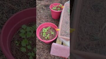 [ID: XOV0Xsv1yjQ] Youtube Automatic