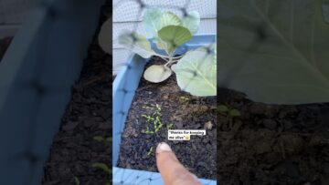 [ID: xQD-lvqwaS0] Youtube Automatic