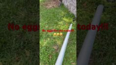 [ID: XrHY8KptNjM] Youtube Automatic