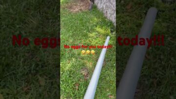 [ID: XrHY8KptNjM] Youtube Automatic