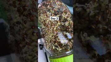 [ID: XSvZO8GakNU] Youtube Automatic