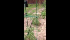 [ID: xtPbTMj8ovw] Youtube Automatic