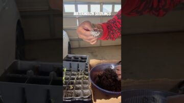 [ID: Xuf3sey3_Gc] Youtube Automatic