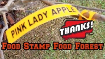 [ID: xVENTGQCHoc] Youtube Automatic