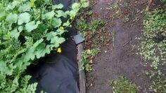 [ID: xvQq-Jrmu1M] Youtube Automatic