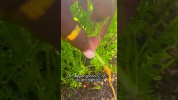 [ID: XVX8TzMLo3M] Youtube Automatic