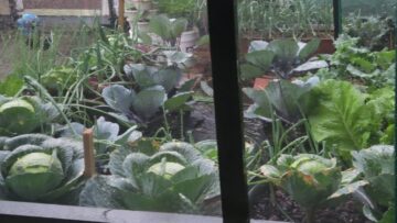 [ID: xW3ITZPiVcQ] Youtube Automatic