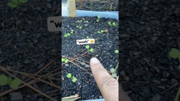 [ID: Y-T2X4xIZFw] Youtube Automatic