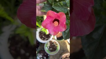 [ID: Y-tKc2-1Dks] Youtube Automatic