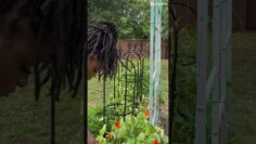 [ID: y0M6BixDMqo] Youtube Automatic