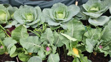 [ID: Y2e2vY0eSSs] Youtube Automatic