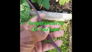 [ID: Y5lSOo6gPGI] Youtube Automatic