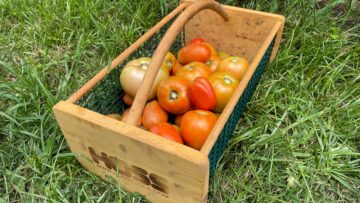 [ID: Y6dQR5kqV0s] Youtube Automatic