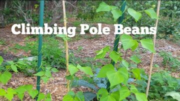 [ID: Y8XYL7rWNIg] Youtube Automatic