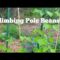 How to plant backyard Pole Beans?