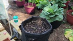 [ID: _yb4XjjYhS8] Youtube Automatic