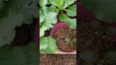 [ID: yBhnhPlWUQM] Youtube Automatic