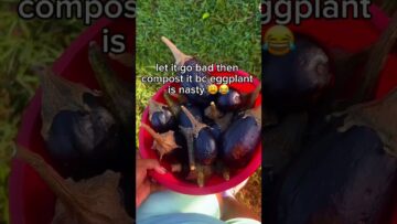 [ID: YeQpRQedrok] Youtube Automatic