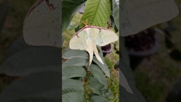 [ID: yEtoHjk0PRA] Youtube Automatic