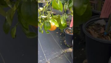 [ID: Yh4XNV-7Umg] Youtube Automatic