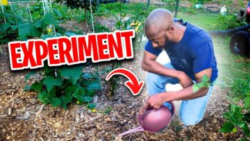 [ID: YiwYzy0a5Yk] Youtube Automatic