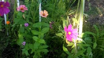 [ID: yj-iJf7jGSQ] Youtube Automatic