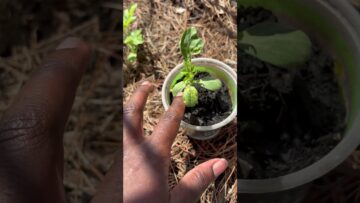 [ID: yj8zZf0KrQE] Youtube Automatic