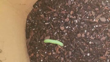 [ID: yMCUyVOWeUQ] Youtube Automatic