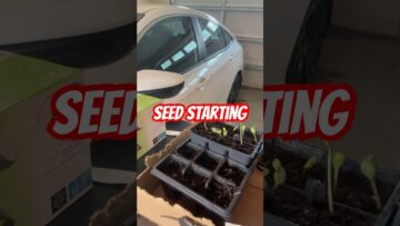 [ID: ymSbt20Uwl4] Youtube Automatic