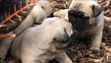 [ID: yNFeFggXYSk] Youtube Automatic