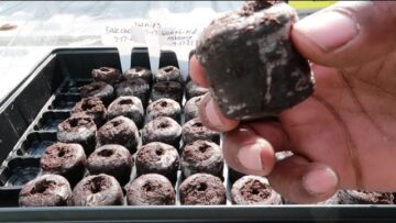 [ID: yNincBHmzWQ] Youtube Automatic