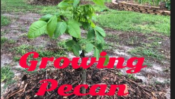 [ID: YnXkkgSo-Lo] Youtube Automatic