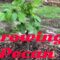 How to grow a Pecan Tree